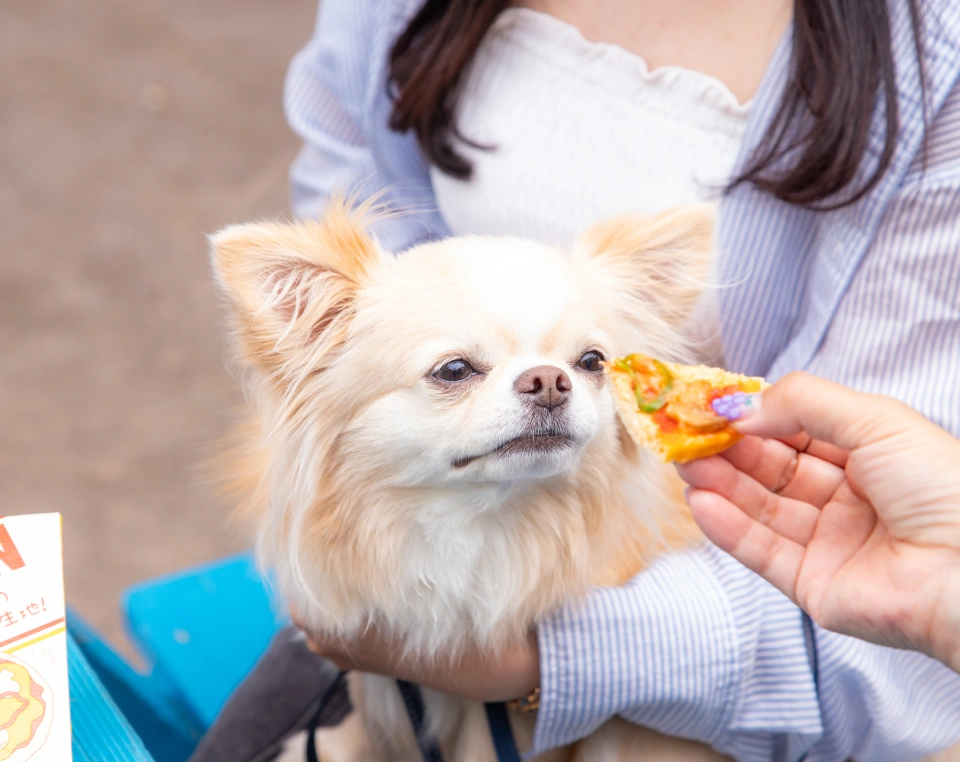 チキンピザを食べるワンちゃん
