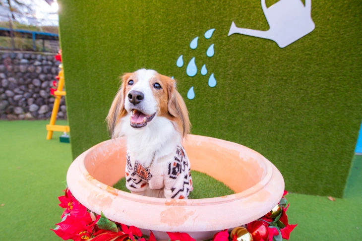フォトスポット「巨大植木鉢スポット」で写真を撮るワンちゃん