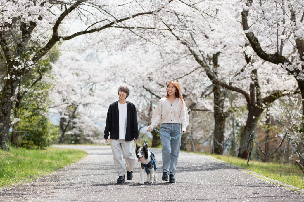 桜の道を歩くワンちゃんと人