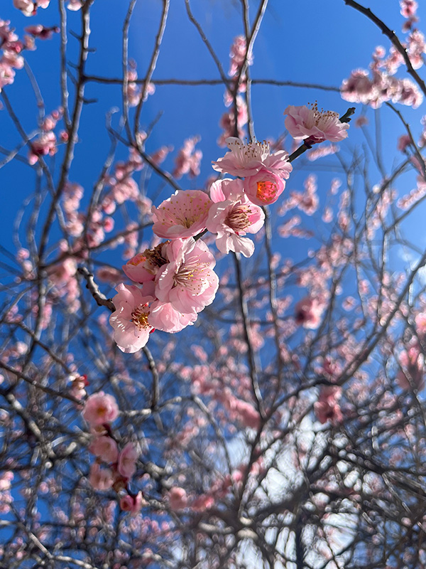 桜