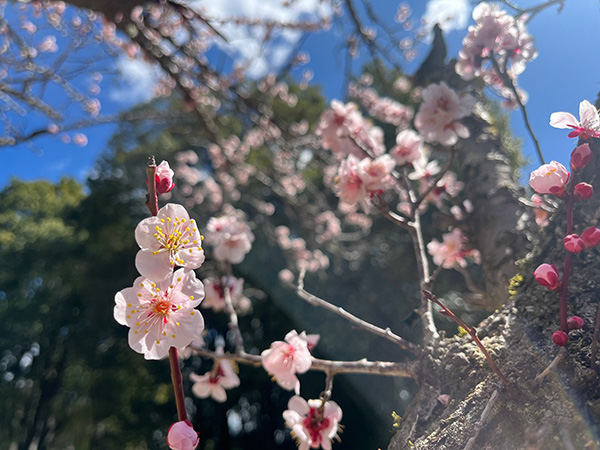 桜
