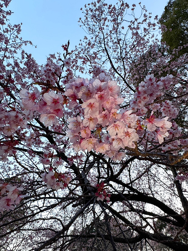 桜