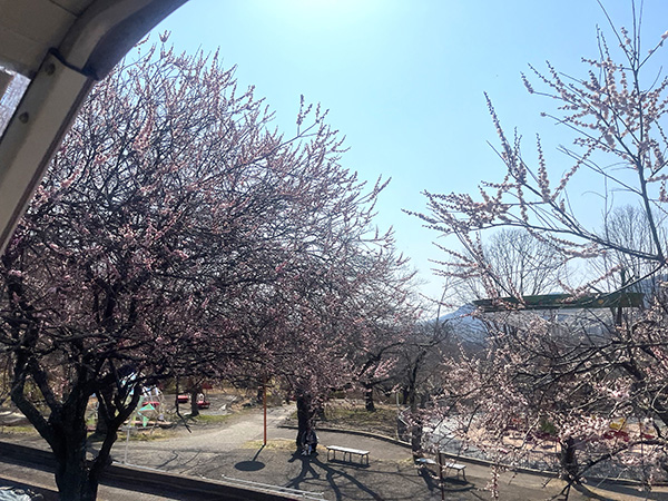 桜