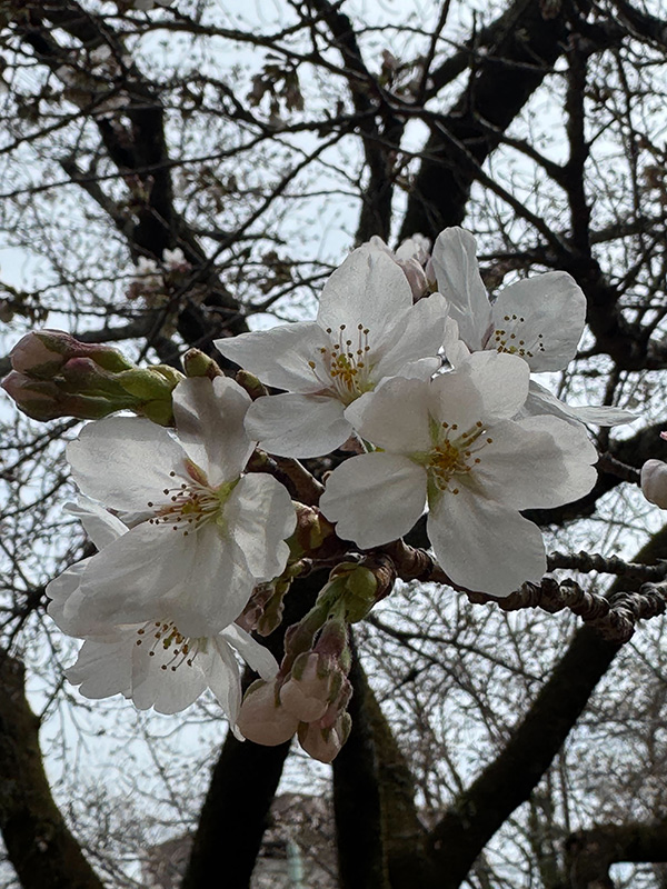 桜