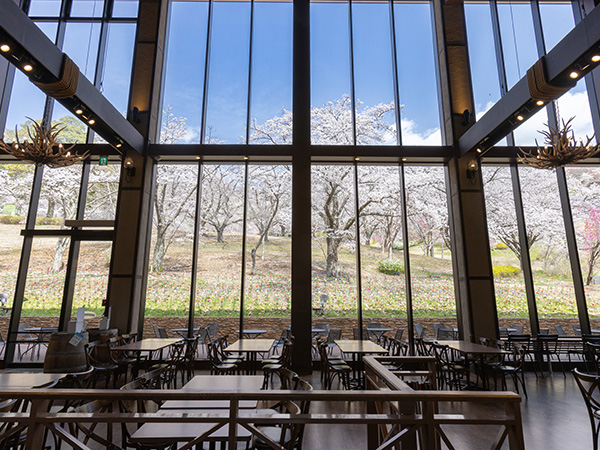 レストランから見える桜