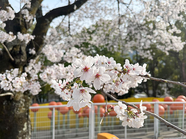 桜