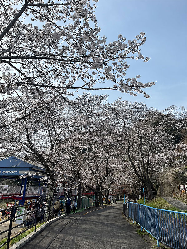 桜