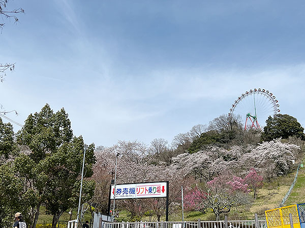 桜