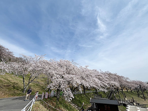 桜