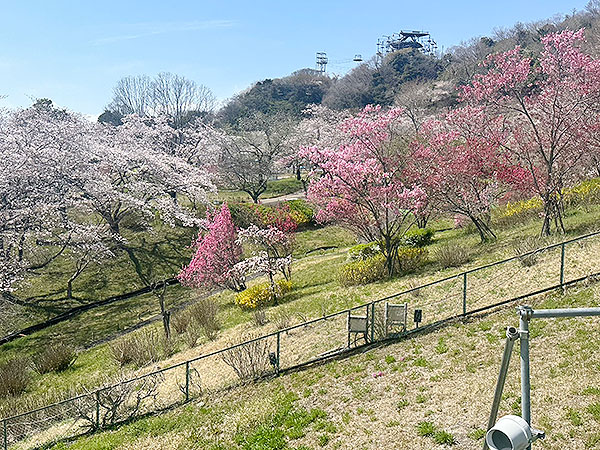 桜