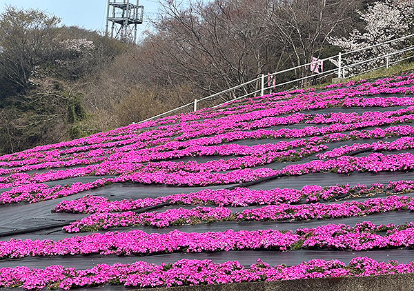 桜