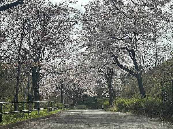 桜