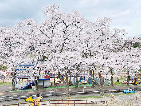 桜