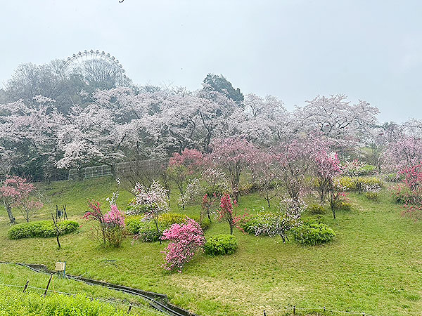 桜