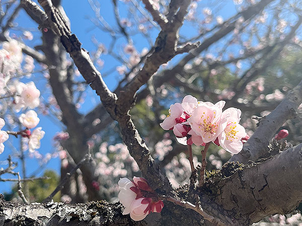 桜