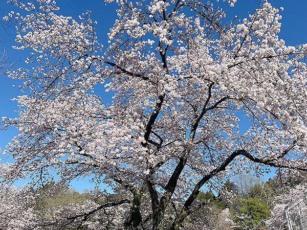 桜