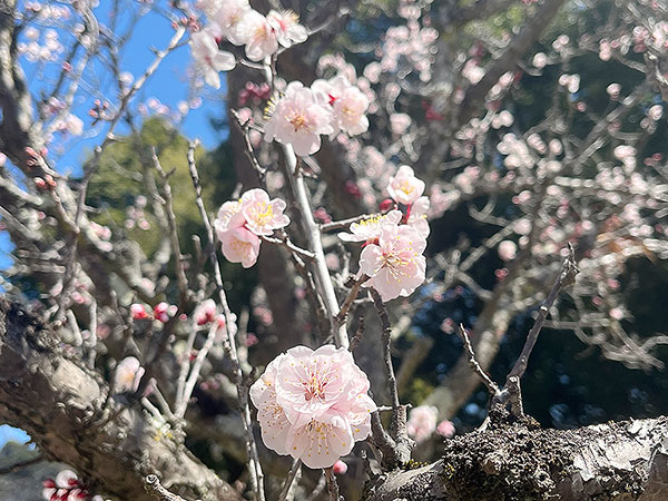 桜