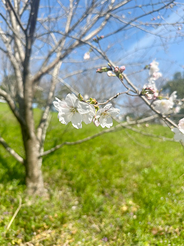 桜