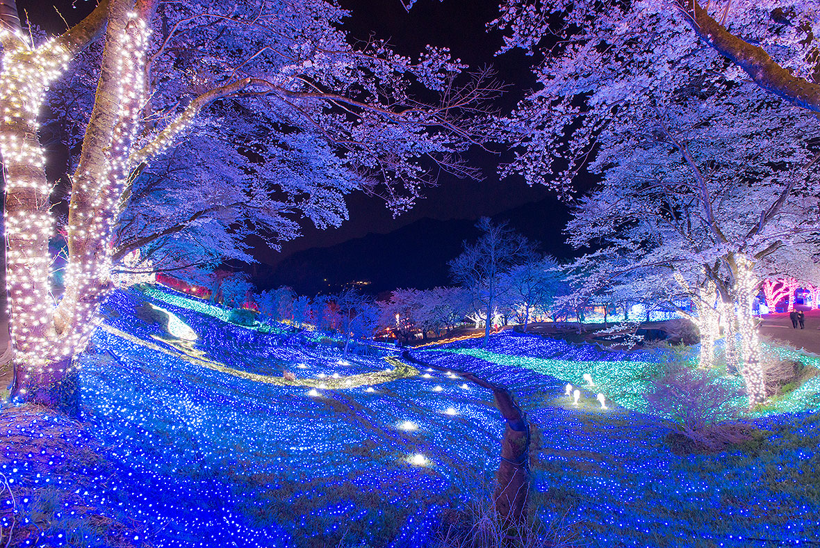 夜桜イルミリオン