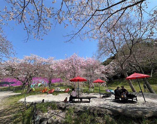 新登場のお花見フォトスポット①