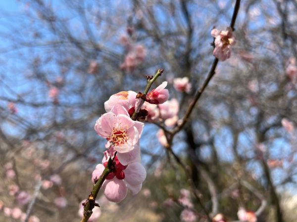 桜