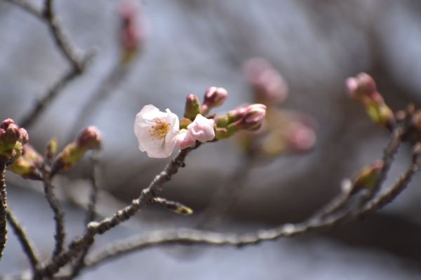 桜