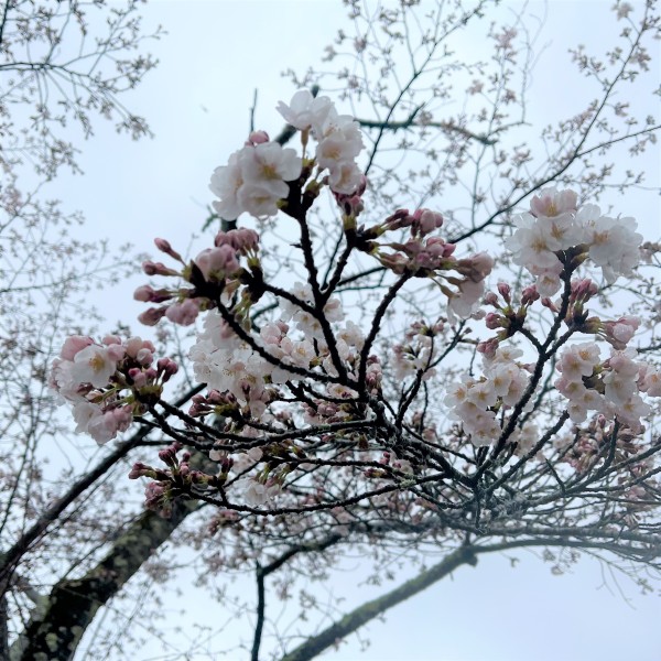 桜
