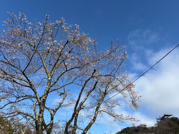 桜