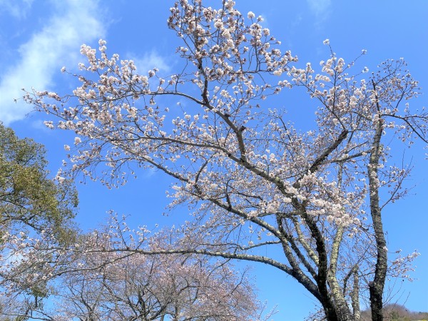 桜