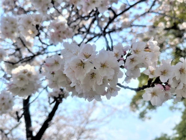 桜