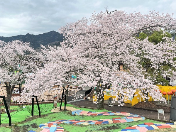桜