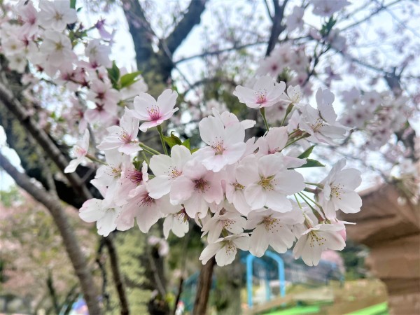 桜