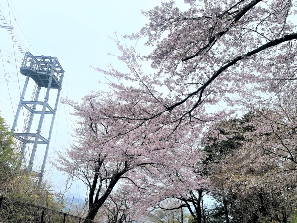桜